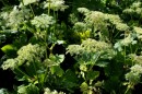 Meisterwurz - Peucedanum ostruthium * 1218 x 809 * (452KB)